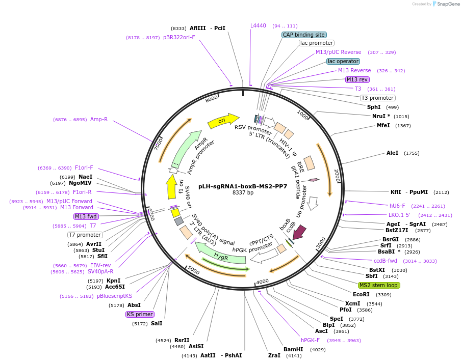 75397-plasmid-map-sequence-id-210855