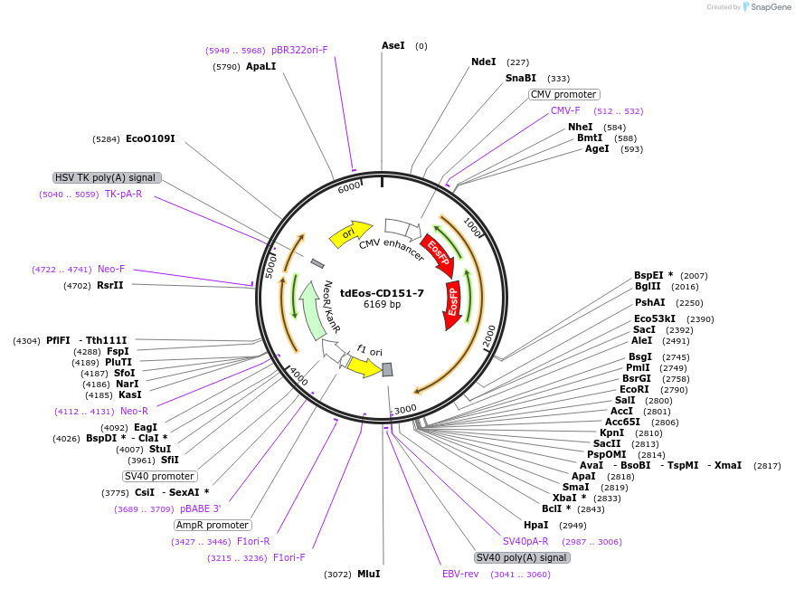 57595-plasmid-map-sequence-id-210886