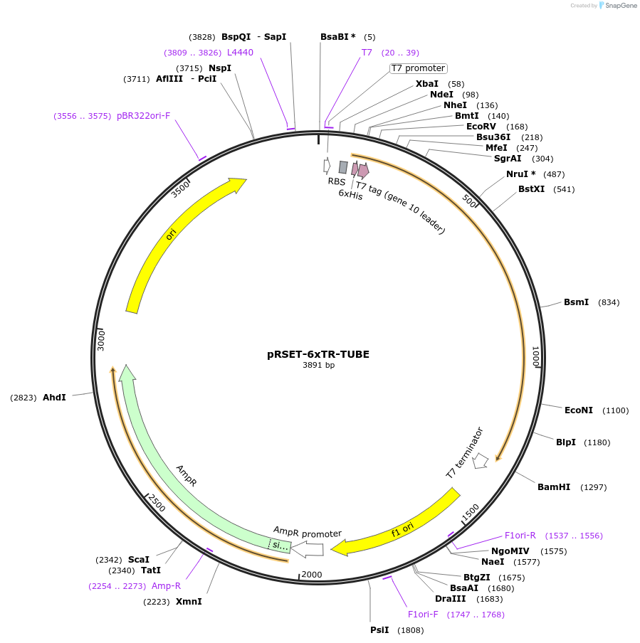 110313-plasmid-map-sequence-id-210889
