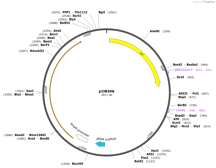 107699-plasmid-map-sequence-id-210894