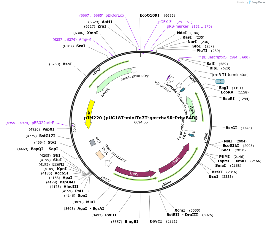 110559-plasmid-map-sequence-id-210896