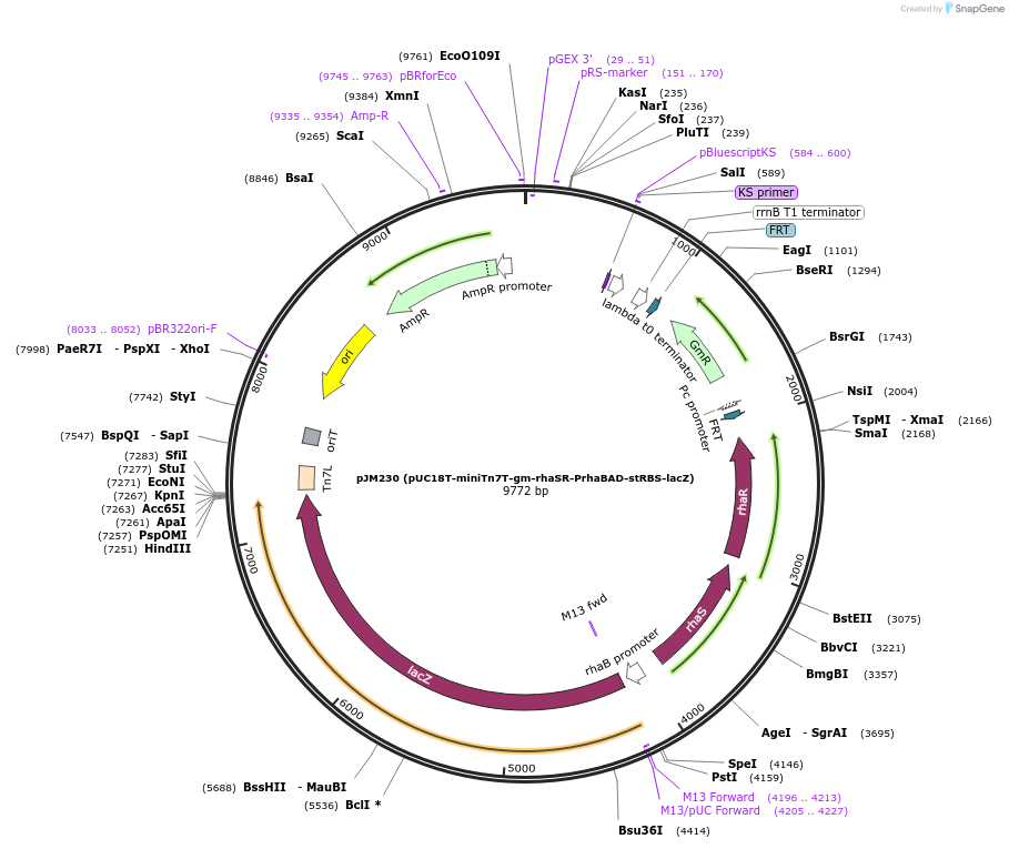 110560-plasmid-map-sequence-id-210899