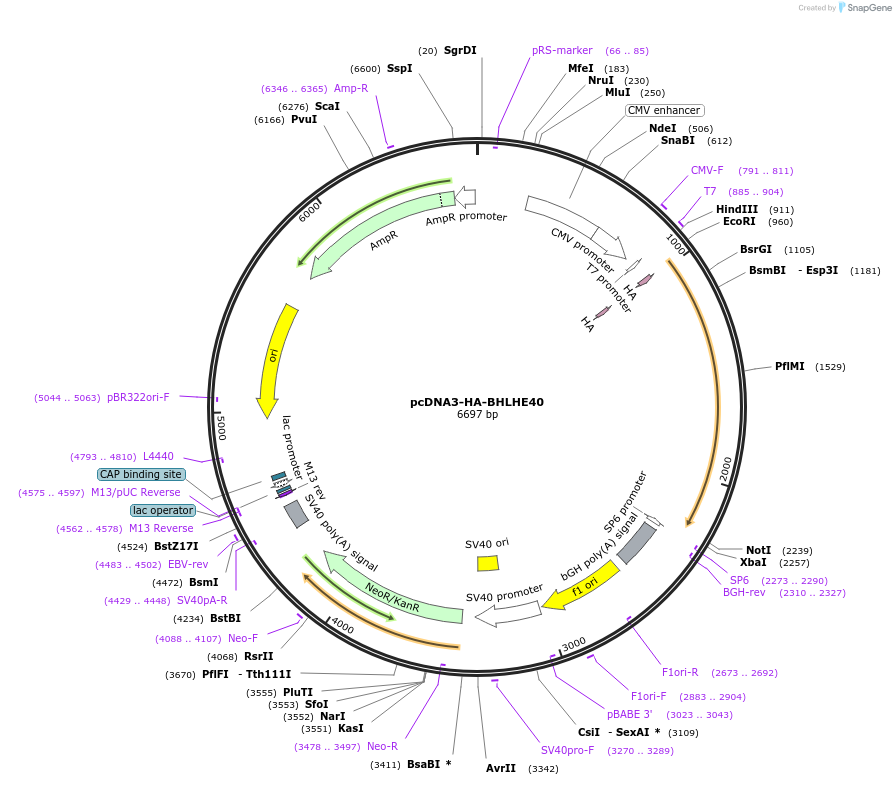 110154-plasmid-map-sequence-id-210915