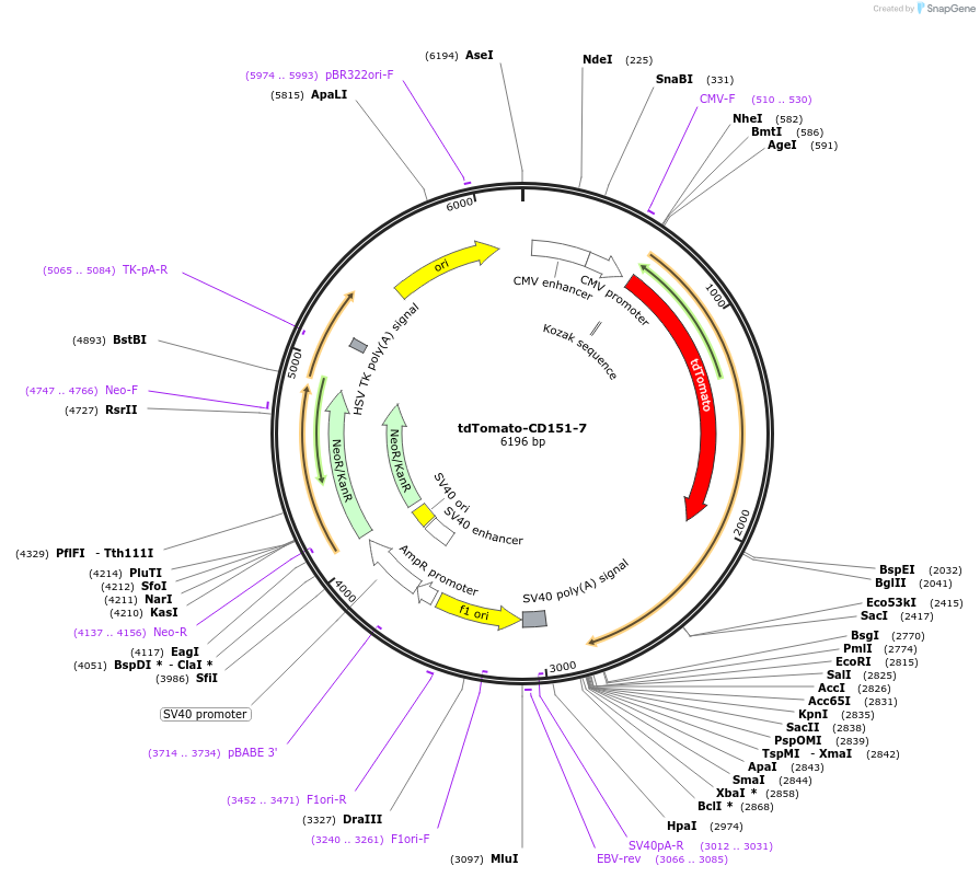 58079-plasmid-map-sequence-id-210917