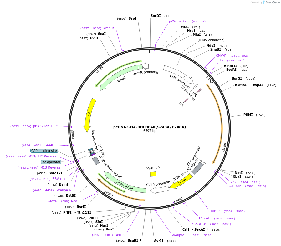 110155-plasmid-map-sequence-id-210919