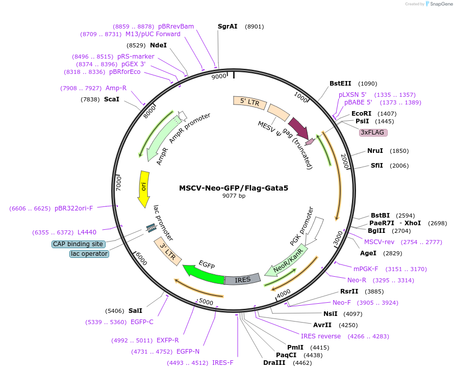 105508-plasmid-map-sequence-id-210923