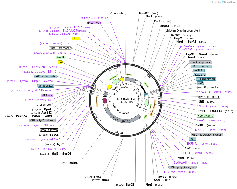 40026-plasmid-map-sequence-id-210931