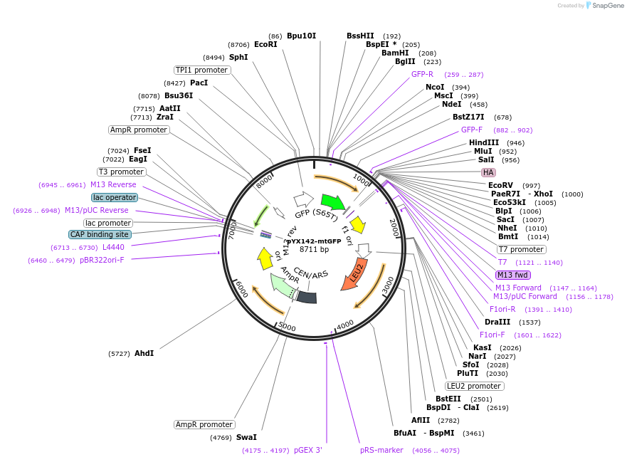 45050-plasmid-map-sequence-id-210937
