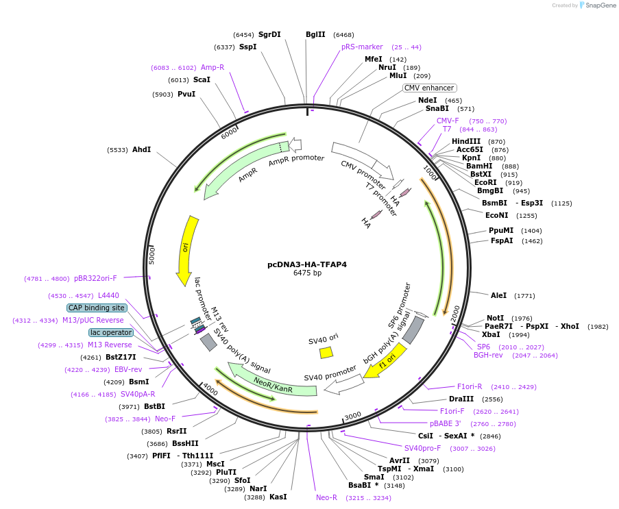 110156-plasmid-map-sequence-id-210938