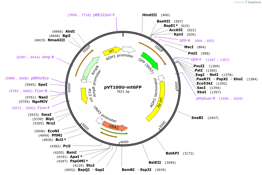 45054-plasmid-map-sequence-id-210942