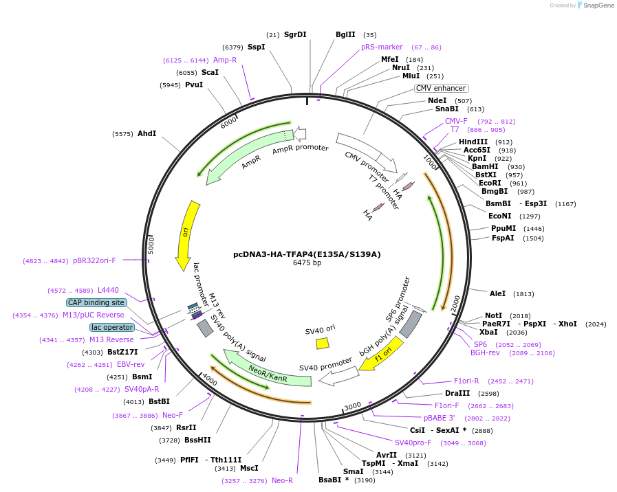 110157-plasmid-map-sequence-id-210948