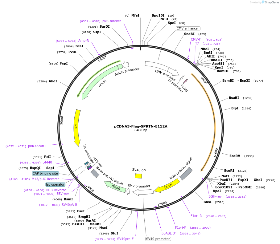 110215-plasmid-map-sequence-id-210950