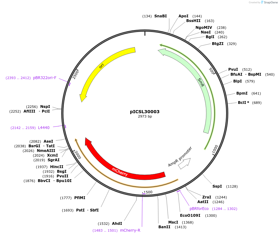 50304-plasmid-map-sequence-id-210955