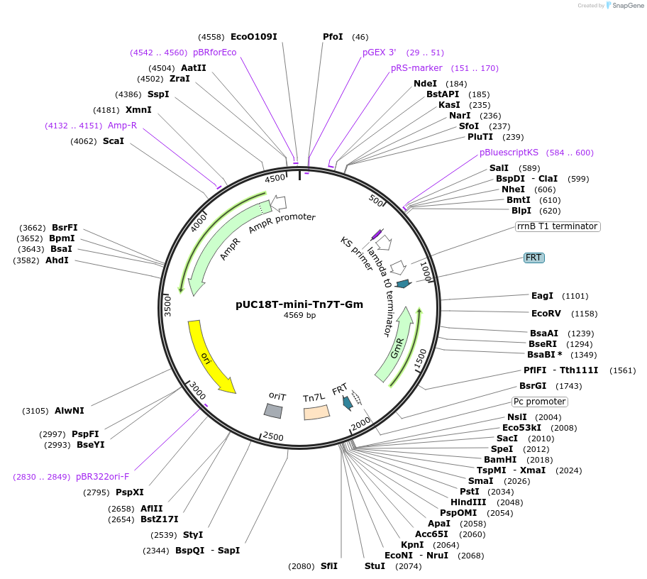 63121-plasmid-map-sequence-id-210963