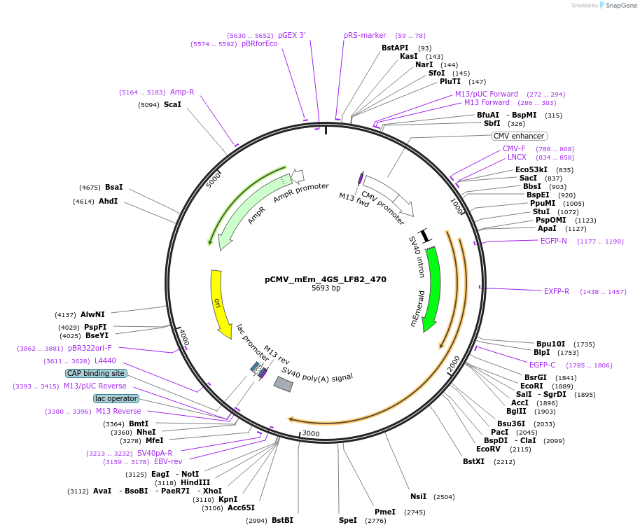 100428-plasmid-map-sequence-id-210972