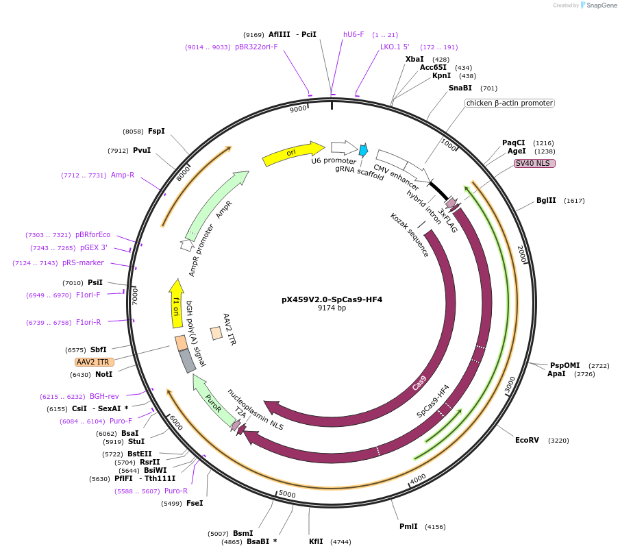 108295-plasmid-map-sequence-id-210977
