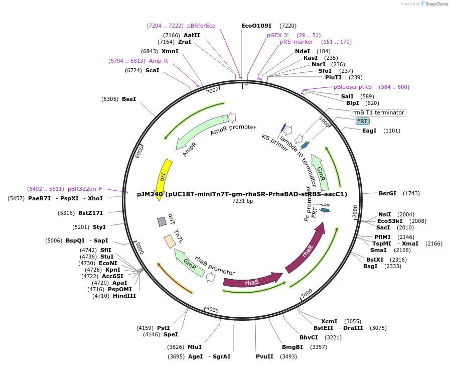 110561-plasmid-map-sequence-id-210981