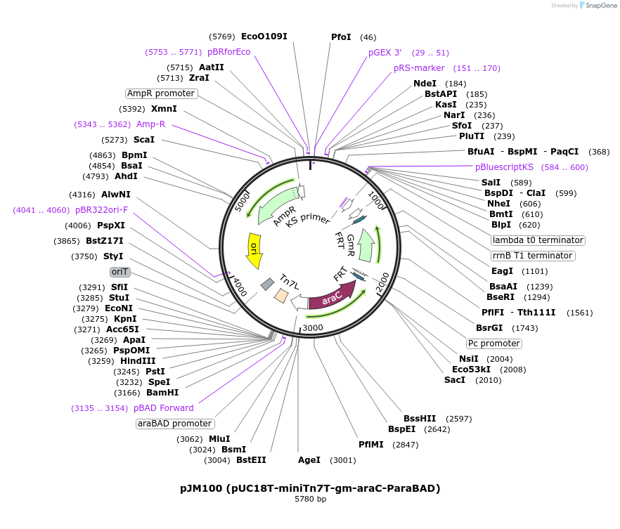 110554-plasmid-map-sequence-id-210982