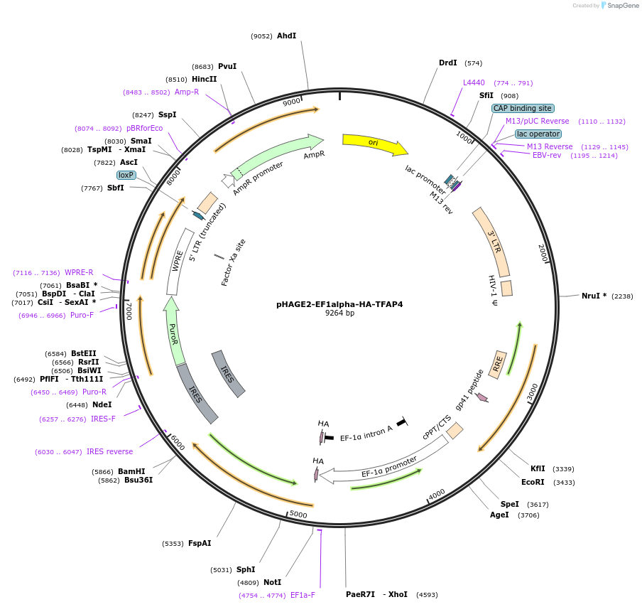 110158-plasmid-map-sequence-id-210983