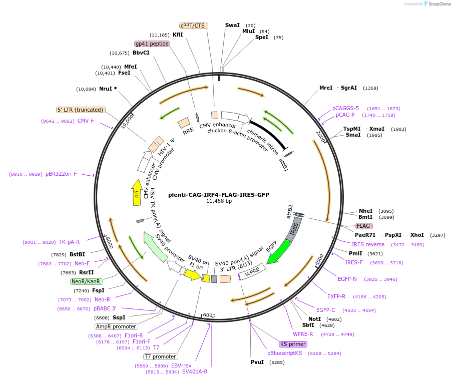 107389-plasmid-map-sequence-id-210987