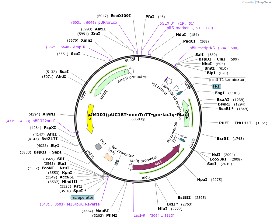 110558-plasmid-map-sequence-id-210988