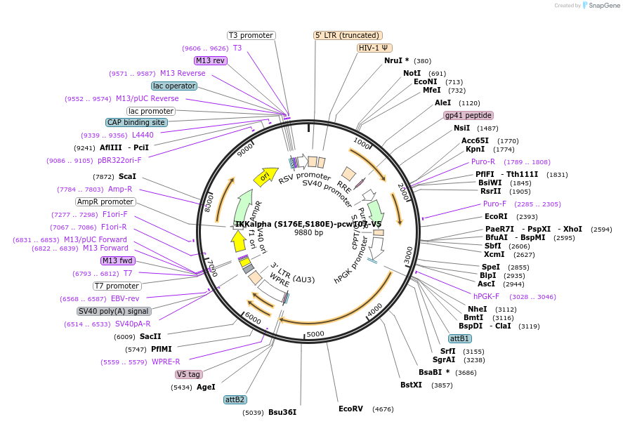 64608-plasmid-map-sequence-id-210989
