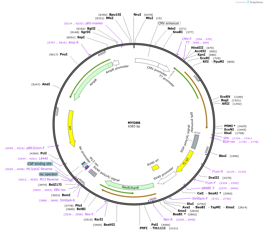 13092-plasmid-map-sequence-id-210991