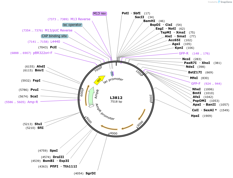 1601-plasmid-map-sequence-id-211