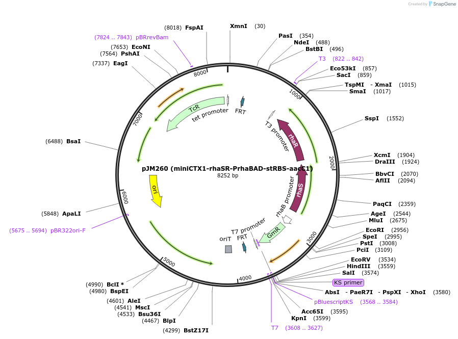 110572-plasmid-map-sequence-id-211000