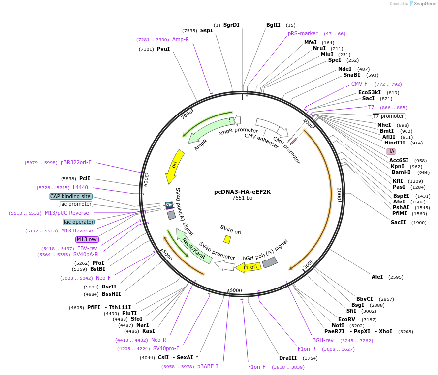110160-plasmid-map-sequence-id-211010