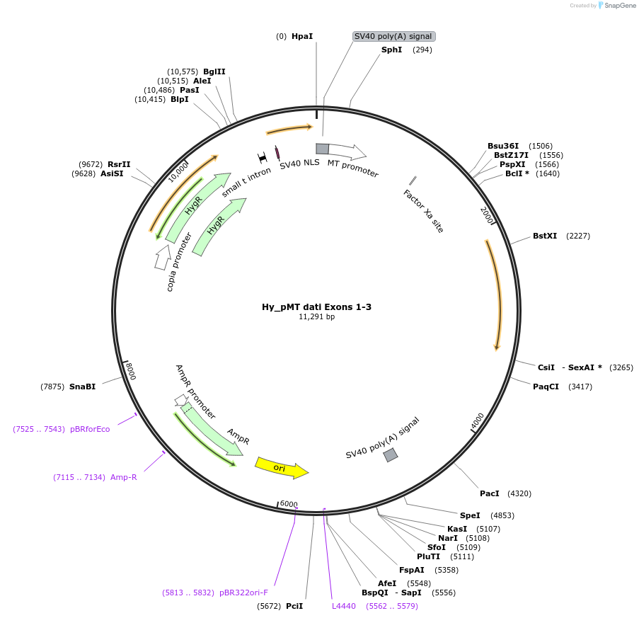 110113-plasmid-map-sequence-id-211017