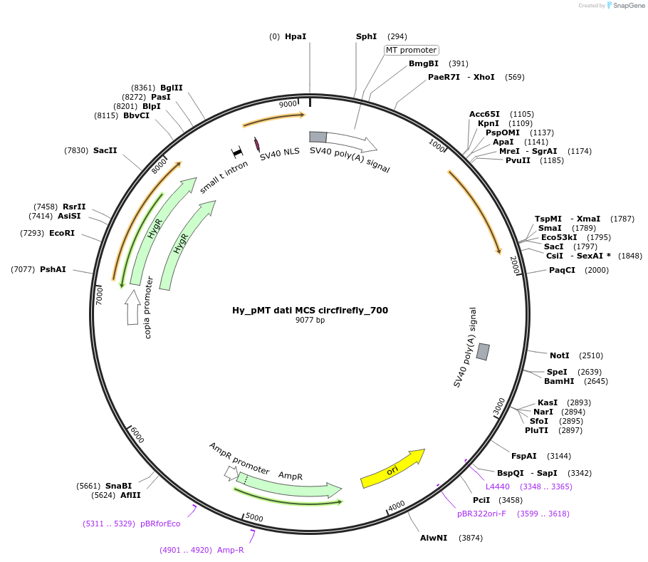 110115-plasmid-map-sequence-id-211018