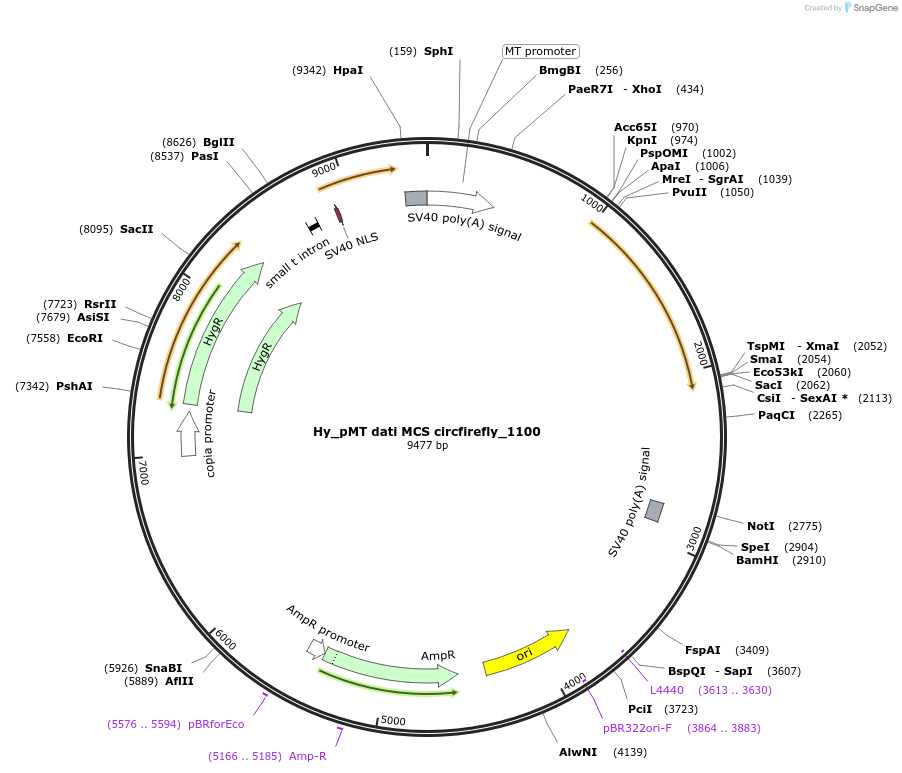 110117-plasmid-map-sequence-id-211019