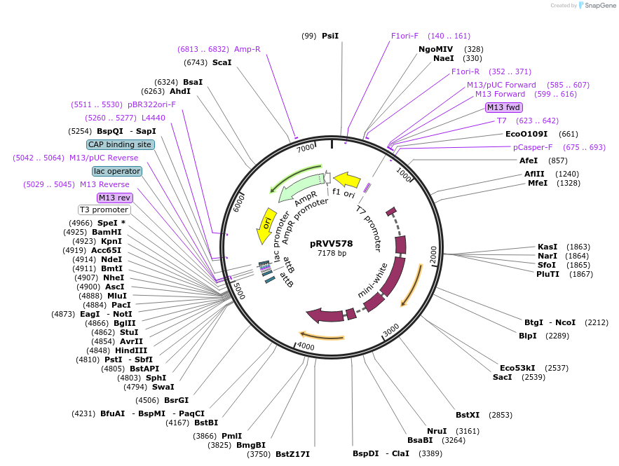 108279-plasmid-map-sequence-id-211021
