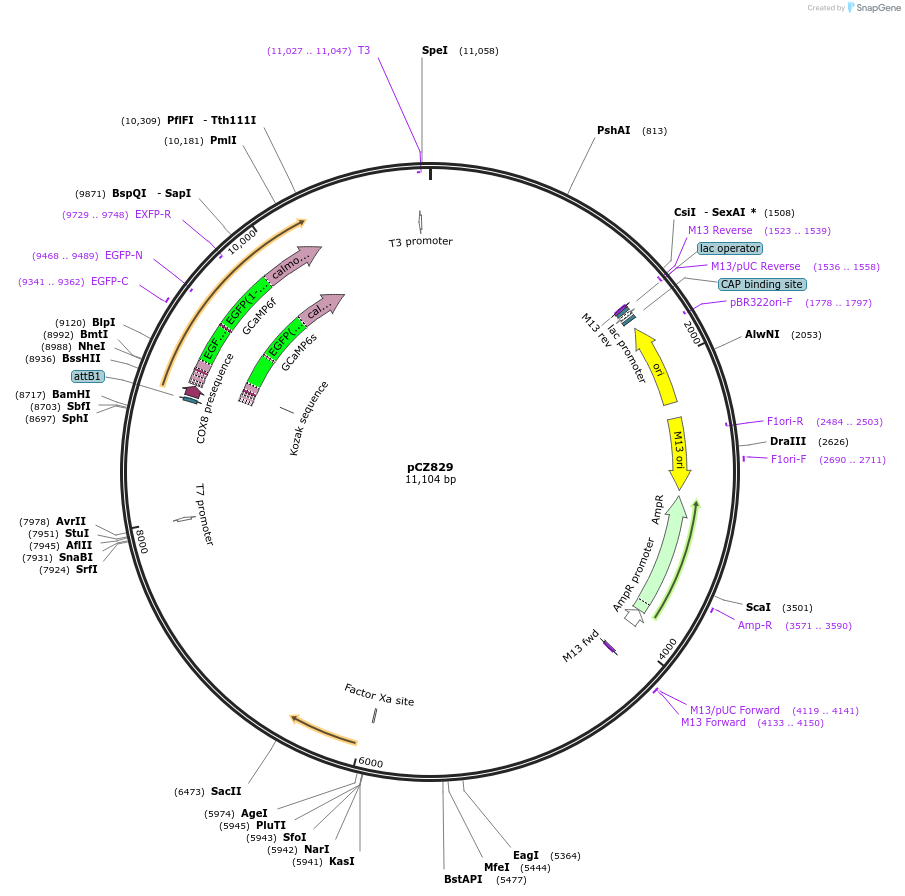 110137-plasmid-map-sequence-id-211045