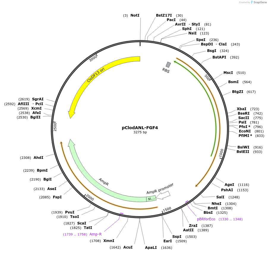 107874-plasmid-map-sequence-id-211049