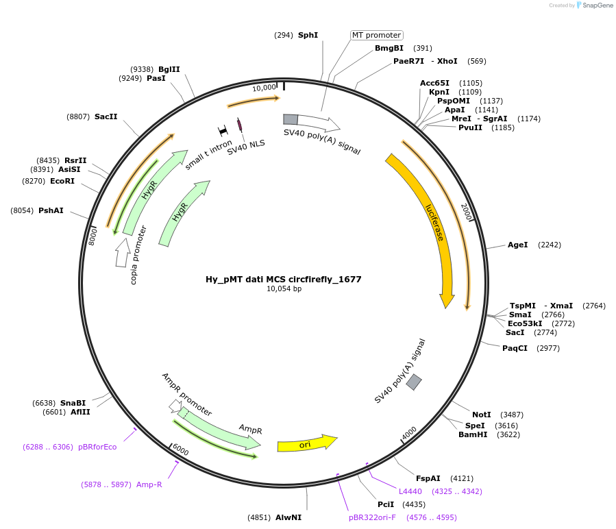 110118-plasmid-map-sequence-id-211050