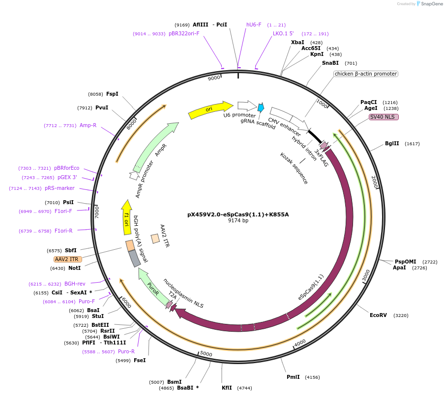 108298-plasmid-map-sequence-id-211052