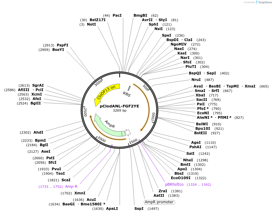 107872-plasmid-map-sequence-id-211053