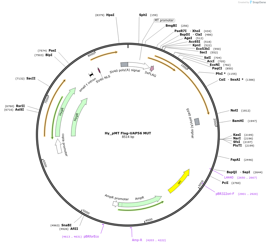 110124-plasmid-map-sequence-id-211054
