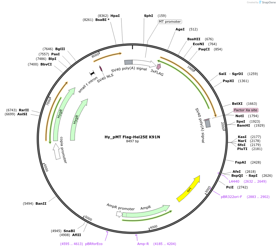 110121-plasmid-map-sequence-id-211056