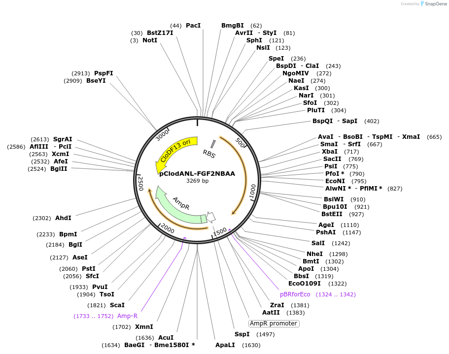 107873-plasmid-map-sequence-id-211058