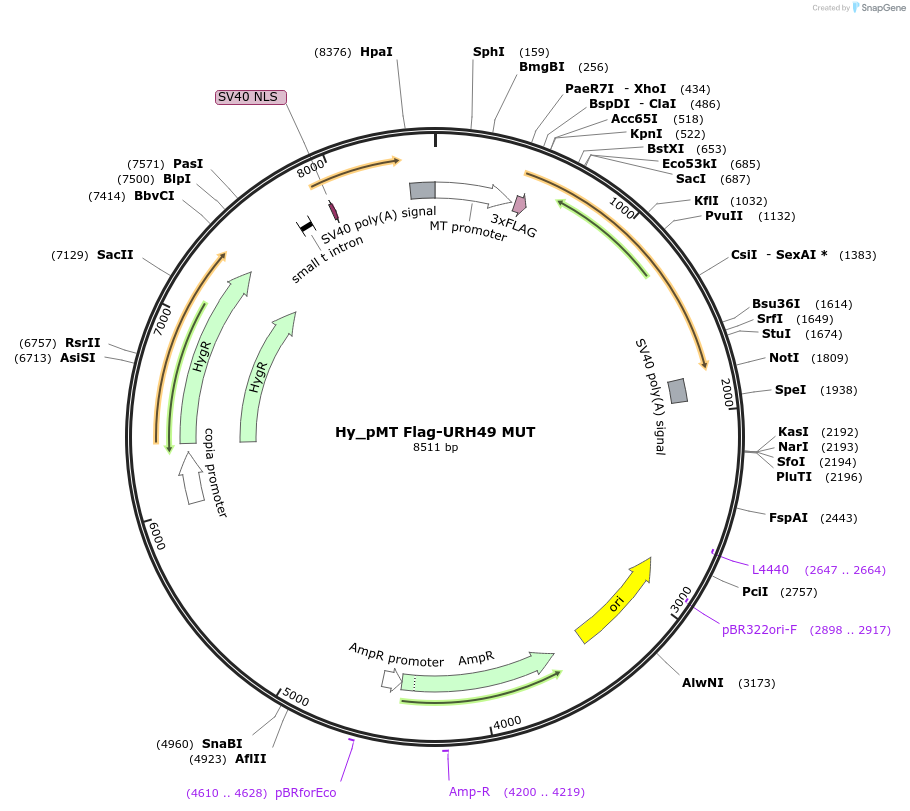 110126-plasmid-map-sequence-id-211063