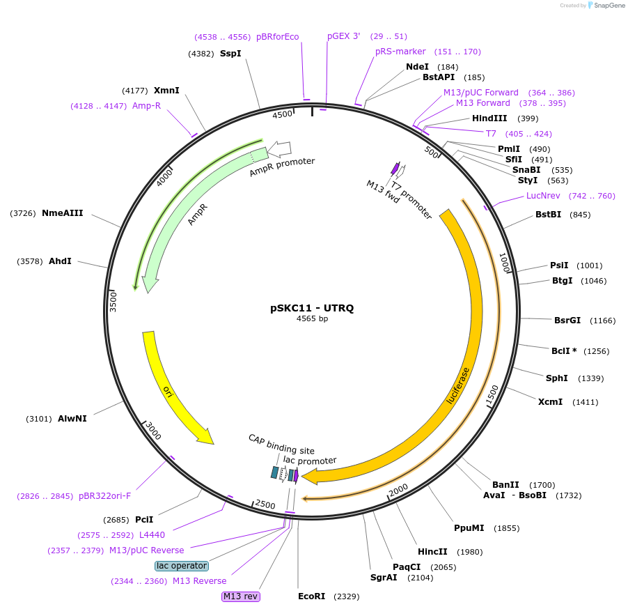 110490-plasmid-map-sequence-id-211065