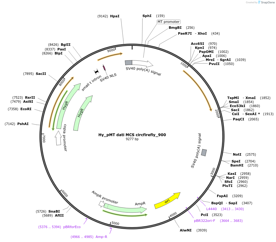 110116-plasmid-map-sequence-id-211067