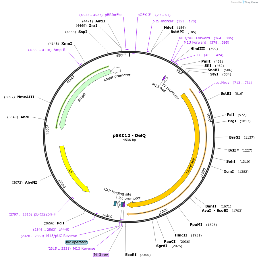 110493-plasmid-map-sequence-id-211069