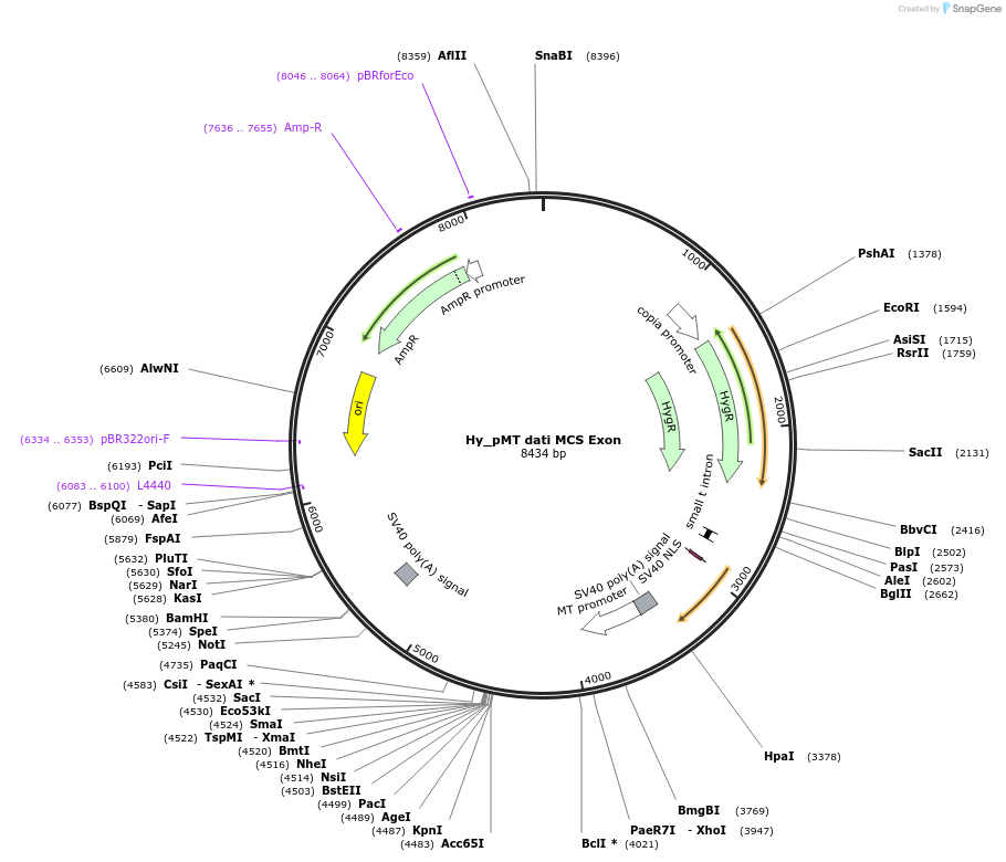 110119-plasmid-map-sequence-id-211087