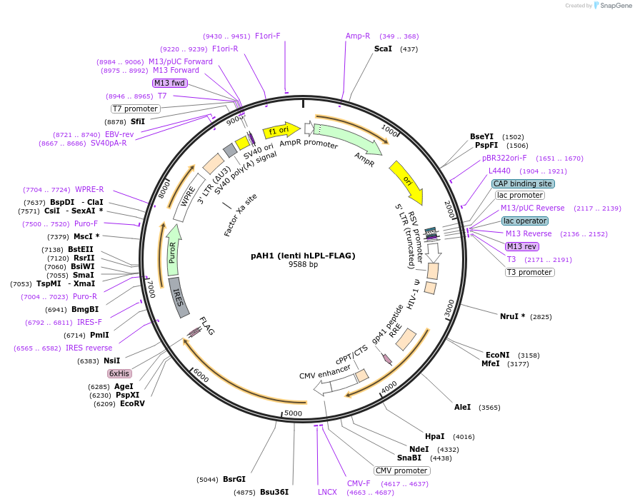 102448-plasmid-map-sequence-id-211111