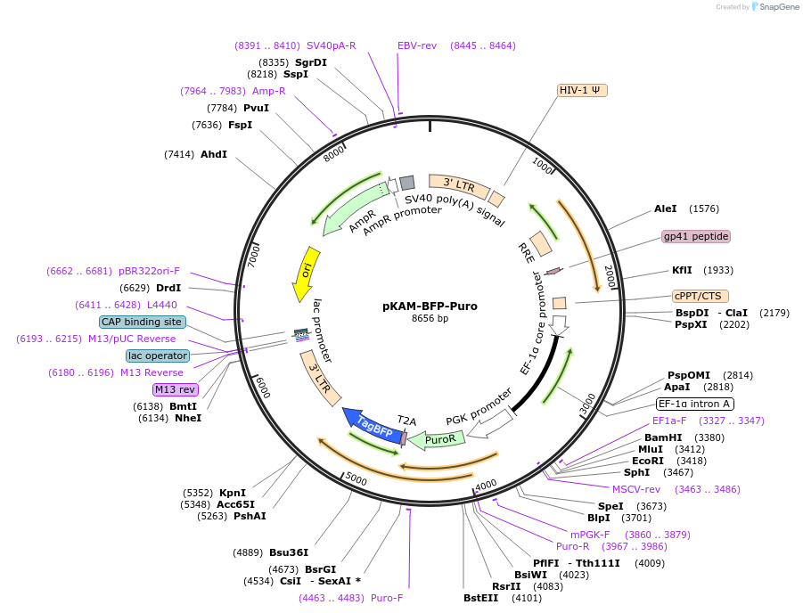 101864-plasmid-map-sequence-id-211112