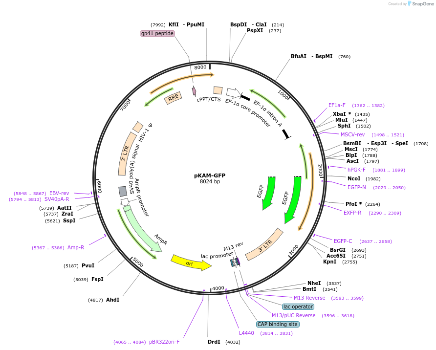 101865-plasmid-map-sequence-id-211114